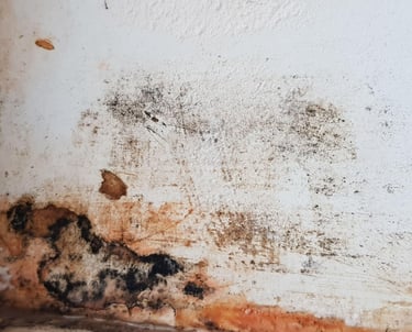 black mold on drywall
