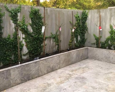 Ripponlea Landscapes espalier climber