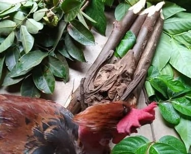 Prophet Pito at Kyaka shrine,” “African healing herbs”