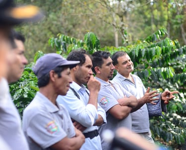 A group of coffee farmers standing in a lush green coffee plantation and discussing sustainable farming.