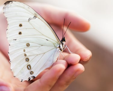 Immagine dal web. Farfalla sulle mani