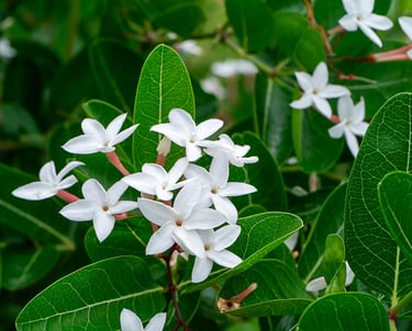 Jasmine Concrete : Jasminum grandiflorium L.  Family Oleaceae  Part Used : Flowers  CAS Number : 802
