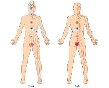 Illustrtation by Master Choa Kok Sui "Chakras and their functions"