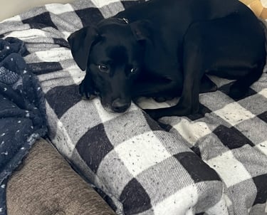 Lark Masters' dog Zeke, a black dog with a white star patch, hanging out on his couch in San Diego