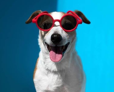 Un alegre perro Jack Russell Terrier con gafas de sol redondas rojas sobre un fondo azul brillante.