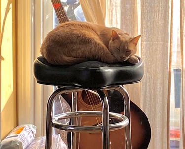 Orange cat snoozing on a music stool in front of a guitar where we make fun pet bandanas.