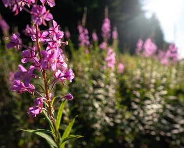 Fireweed in bloom