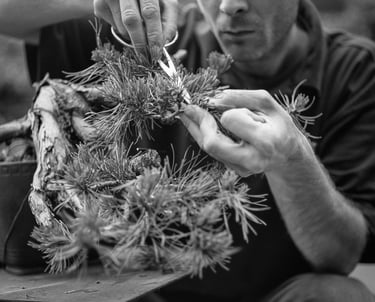 Bonsai maintenance