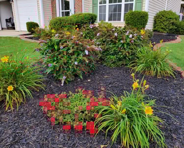 Flower bed with purple dwarf butterfly bushes, yellow daylilies, and red verbena in bloom.