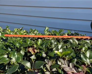 Hedge trimmer pruning a hedge.