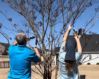 Team members pruning crepe myrtle tree in the late winter.