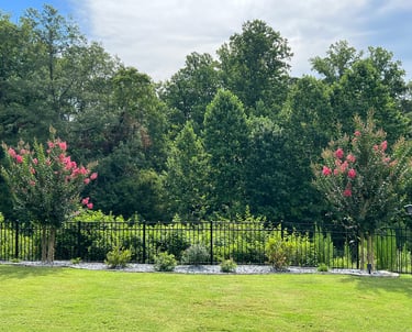 Another view of the back flower bed with azaleas and butterfly bushes between two crepe myrtle trees.