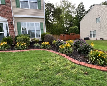 Flower bed with yellow daylilies and purple dwarf butterfly bushes in bloom.
