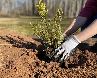 Team member hands planting a small shrub in the ground.
