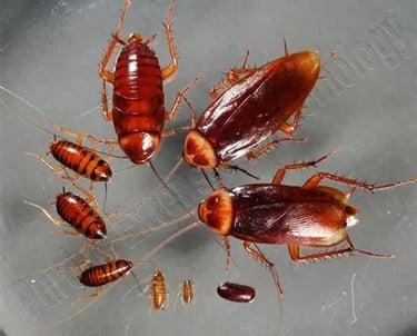 American cockroach life cycle showing various growth stages from egg case to adult insects.