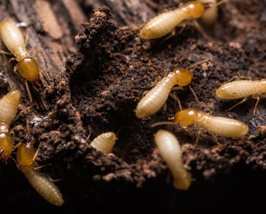 Macro shot of worker termites infesting and crawling over damaged rotting wood.