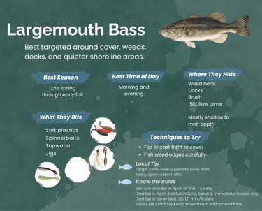 Informational guide for catching Largemouth Bass featuring fishing tips, best baits, and seasonal pa