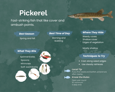 Infographic showing chain pickerel fishing tips, including best seasons, lures, and habitat techniqu