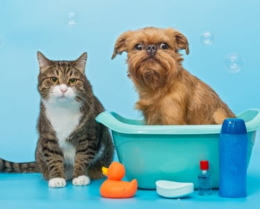 A cat and a dog after grooming