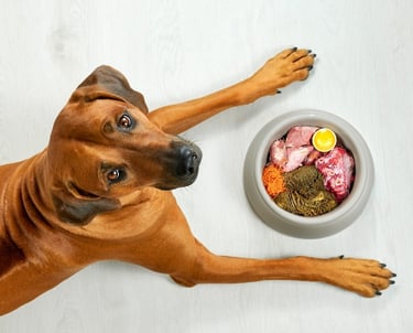 A dog in front of a bowl