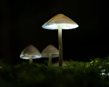 Photo macro d'un groupe de champignons lumineux sur de la mousse