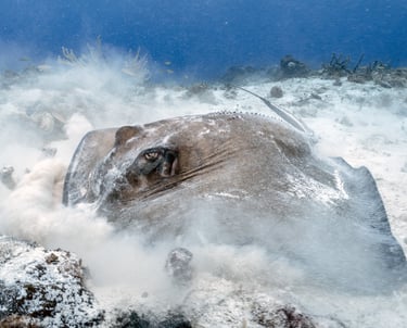 Southern stingray hovering over sandy seafloor – shot at Tiger Beach Bahamas