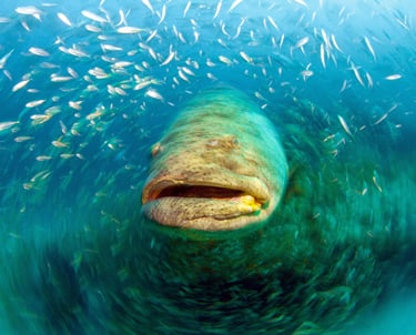 Goliath Grouper in Jupiter Florida Underwater Photography