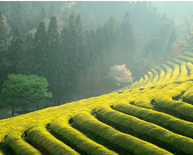 japoniska arbata, organine arbata, matcha
