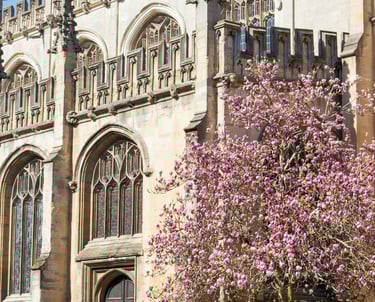 İnigltere'de Cambridege üniversitesi ve pembe çiçekleri açmış bir ağaç