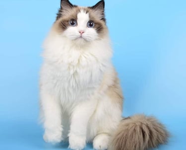 a cat with a fluffy white cat sitting on a blue background