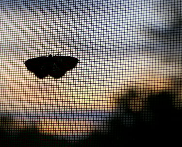 Moth on a window screen