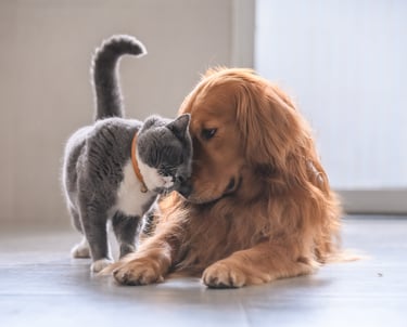 Reliable pet sitting and dog walking and cat sitting in Lynnwood, Edmonds Everett, and Mukilteo