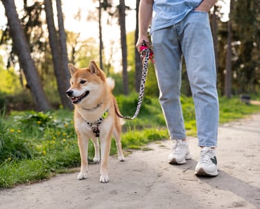 Reliable pet sitting and dog walking and dog sitting in Lynnwood, Everett, and Mukilteo