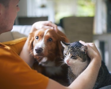 Reliable pet sitting and dog walking and dog cat boarding in Lynnwood, Everett, and Mukilteo