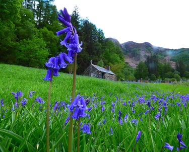 field of bluebells surrounding a graveyard with forest and mountains