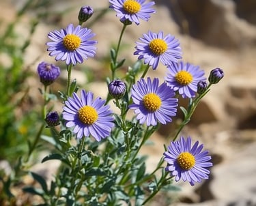 Fleurs de tanaisie annuelle