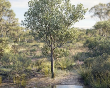 Arbre à thé
