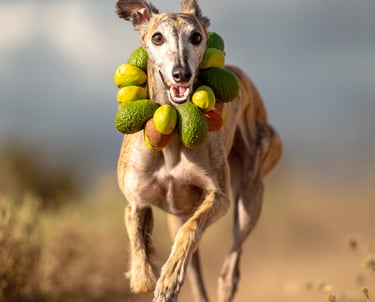 Chien galgo avec avocats