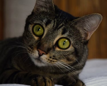 Cat - Being Over Doing