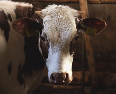 Fale conosco para saber como montar galpão para bovinos de leite - galpão para confinamento de gado 