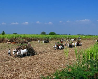 Fale conosco sobre planta para fábrica de melado