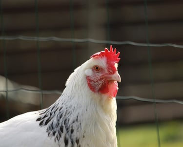 Esclarecimentos sobre Projeto de Granja para Frango de Corte