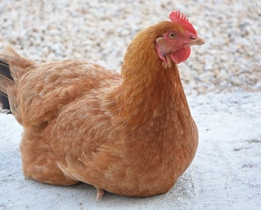 Dúvidas sobre Desenho de Granja para Galinha