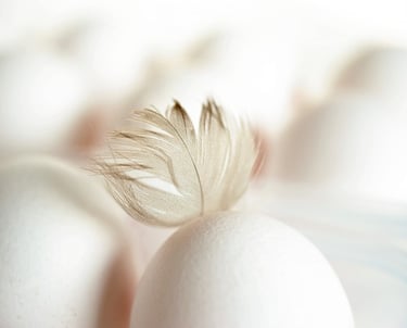 Descubra mais sobre como montar um Centro de Classificação de Ovos