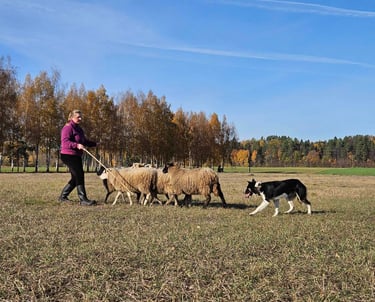 Sheep herding examination, herding instinct test, and practical seminar with Petra Szarvas