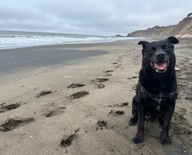 a dog sitting on a beach with footprints and footprints