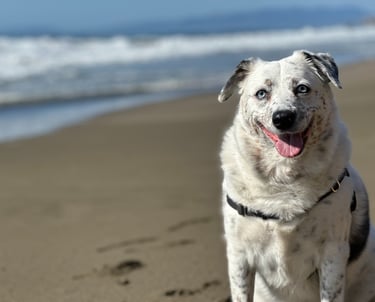 a dog sitting on a beach with a dog