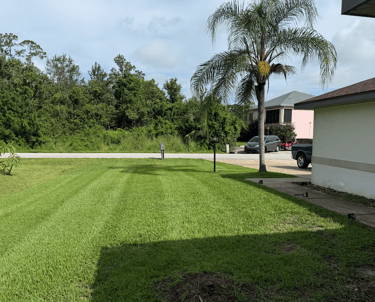 a grassy area with a palm tree