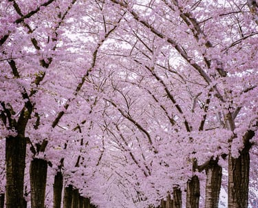 Almere Buiten's sakura blossom in spring