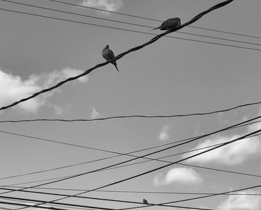 black and white chicago urban photography power lines and birds clouds in the sky